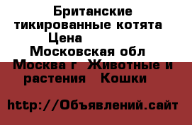Британские тикированные котята › Цена ­ 10 000 - Московская обл., Москва г. Животные и растения » Кошки   
